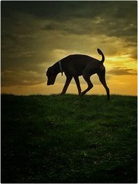 Scenic view of grassy field against sky at sunset