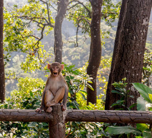 Monkey sitting on tree trunk in forest