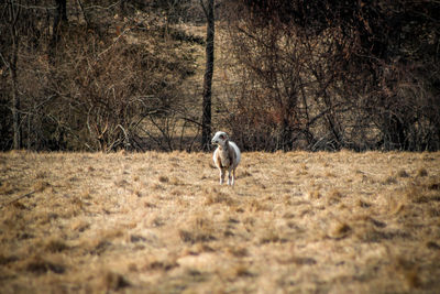 Dog in a forest