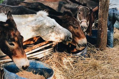 High angle view of cow standing in shed