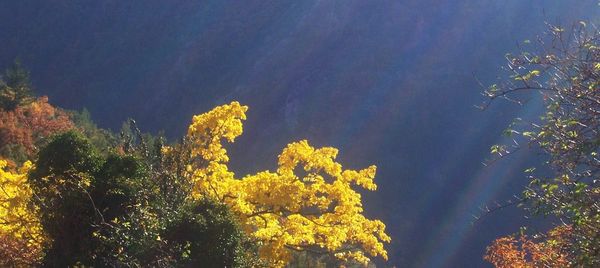 Low angle view of yellow tree against sky