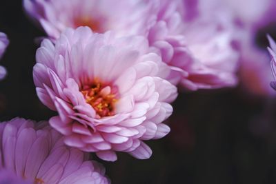 Close-up of pink rose flower