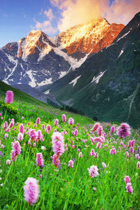 Flowers growing amidst plants against mountains