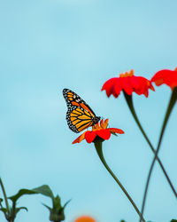 Close-up of butterfly pollinating on flower