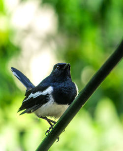 Close-up of bird perching on a plant