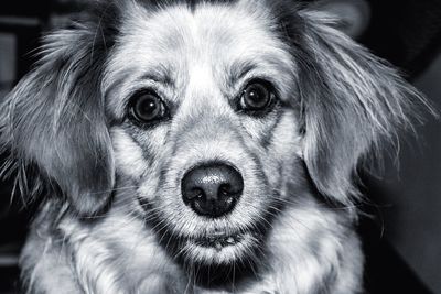 Close-up portrait of dog