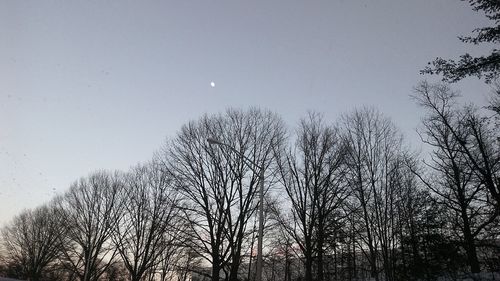 Low angle view of trees against sky