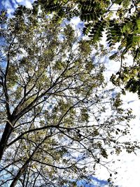 Low angle view of trees against sky