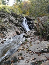 Scenic view of waterfall in forest
