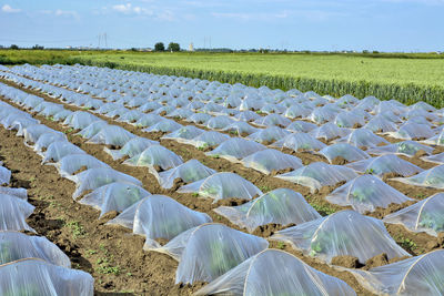 Scenic view of agricultural field against sky