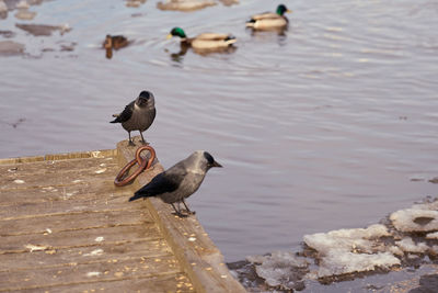 High angle view of birds perching on lake