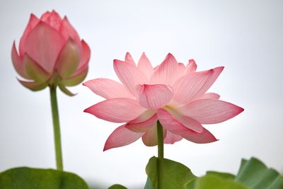 Close-up of pink flower