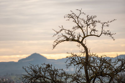 Low angle view of tree against sky during sunset