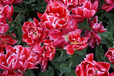 Close-up of flowers