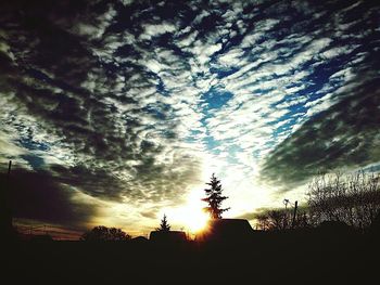 Silhouette of trees at sunset