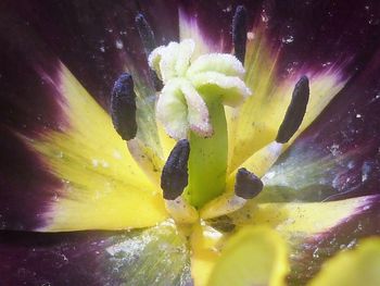 Close-up of yellow rose flower