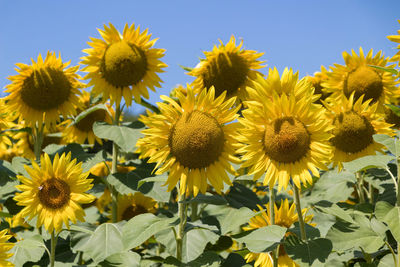 Close-up of yellow flowering plants against sky