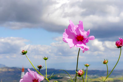 Close-up of pink cosmos flowers against sky