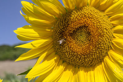 Close-up of honey bee on sunflower