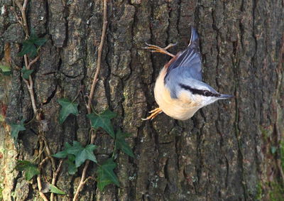 Close-up of bird perching on tree trunk