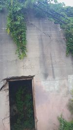 Plants growing by window