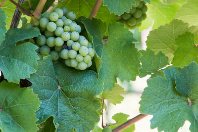 Close-up of grapes growing on plant