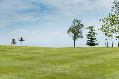 Scenic view of palm trees on landscape against sky