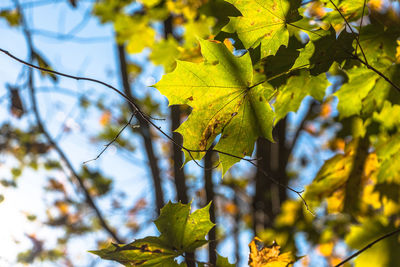 Low angle view of maple leaves on tree