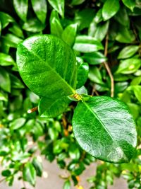 Close-up of insect on plant