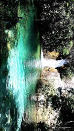 Scenic view of river amidst trees in forest