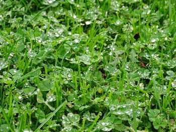 Full frame shot of raindrops on leaves