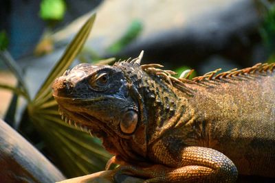 Close-up of lizard