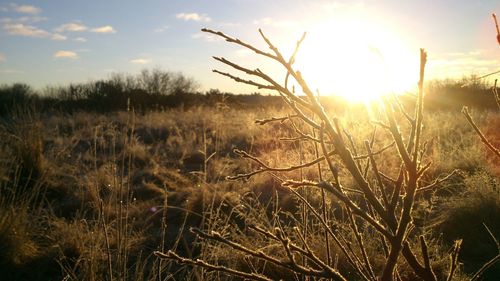 Close-up of plants on field against sky at sunset