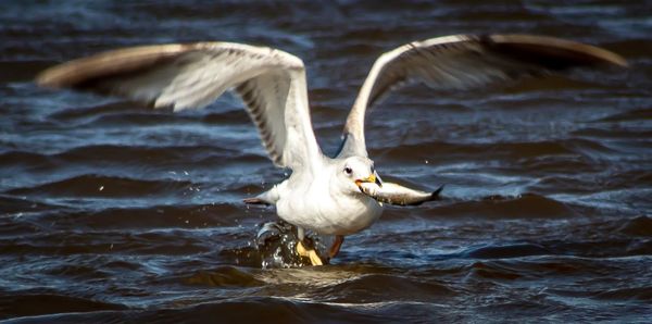 Seagull flying over sea