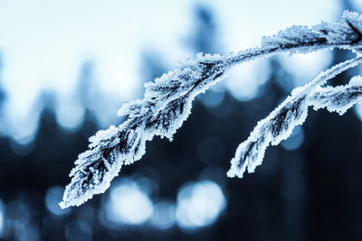 Close-up of snow on tree branch