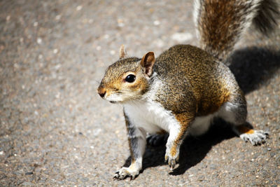 High angle view of squirrel on land