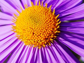 Close-up of purple flower