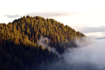 Scenic view of trees in forest against sky