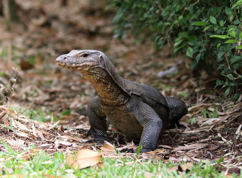 Monitor lizard on field