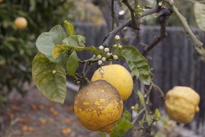 Close-up of fruits on tree