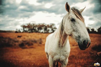 Horse standing in ranch