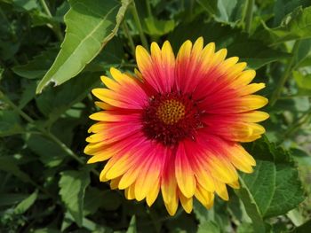 Close-up of yellow flower