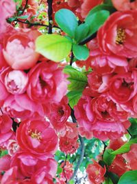 Close-up of pink flowers