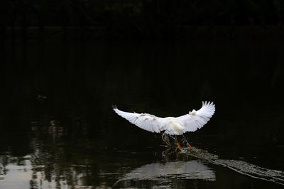 Bird flying over lake