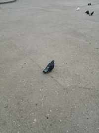 High angle view of pigeons perching on street