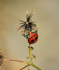 Close-up of ladybug on plant