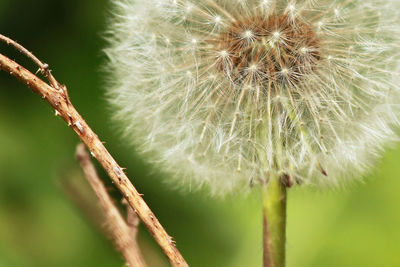 Close-up of dandelion on plant