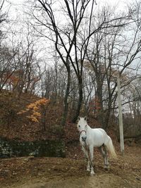 White dog on field in forest