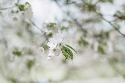 Close-up of white flowering plant