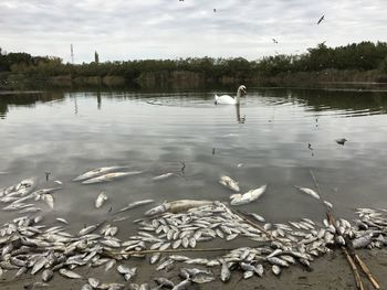 Swans swimming in lake against sky